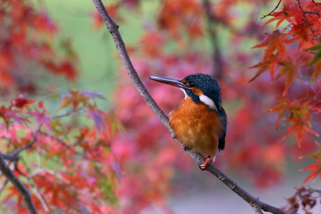 紅葉まつり