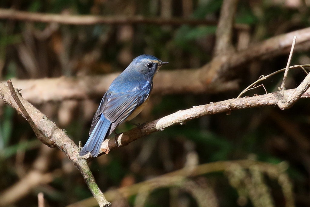 ルリビタキさん３