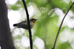 キビタキさん１