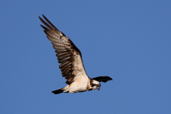 青空ミサちゃん３