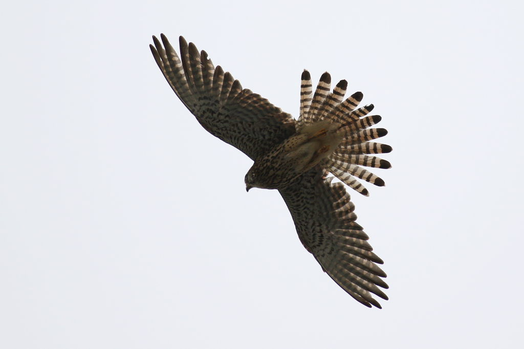 チョウゲンうちわ