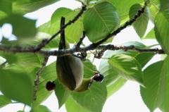 さくらんぼ狩り