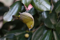 メジロさん