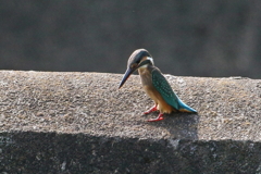 今日のカワセミ