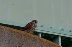 チョウゲンボウ　男子