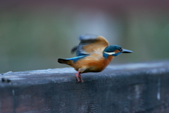 今日のカワ君２