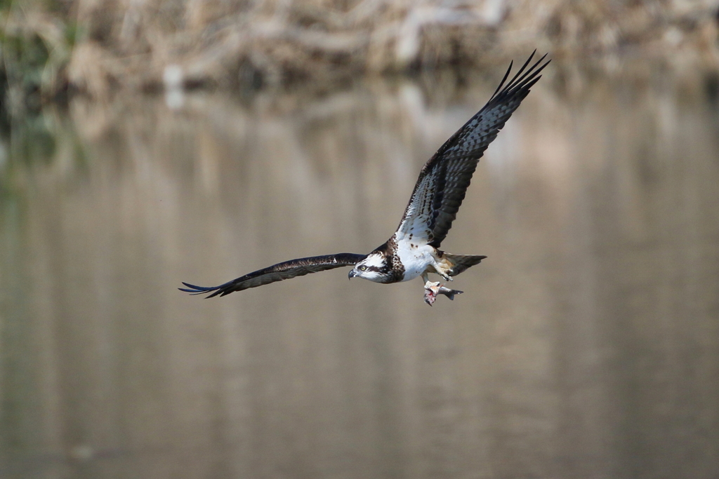 ミサゴとおちゃん７