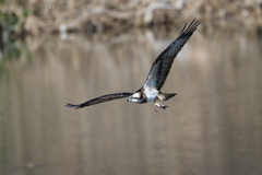 ミサゴとおちゃん７