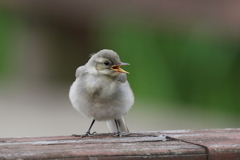 ふわふわちびっこ