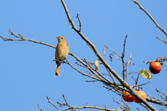 カキジョビ子さん