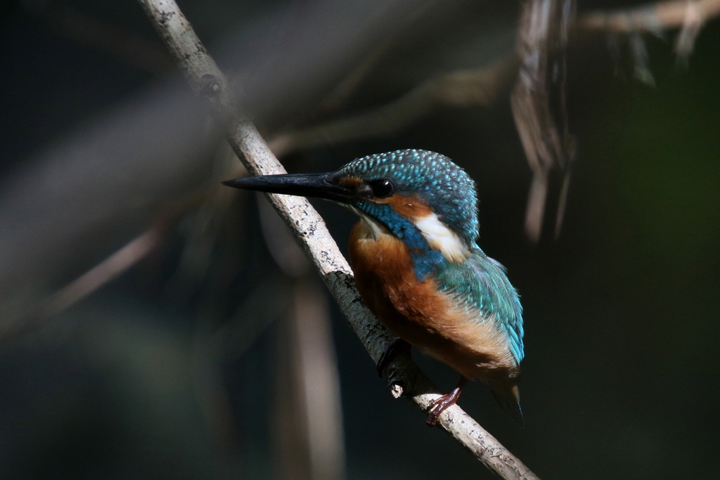 本日のカワタン