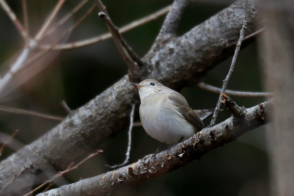 ニシオジロビタキさん１