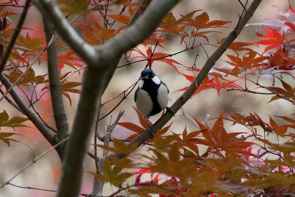 枝かぶりだよ～