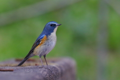 今日のルリビタキ君２