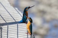カワちゃんペアー？