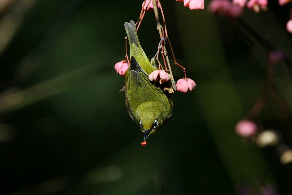 マユミとメジロさん１