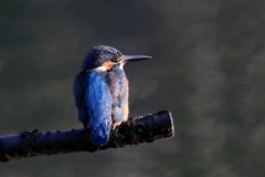 キミかわいいね～