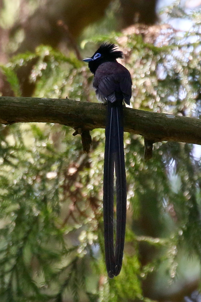 サンコウチョウ君