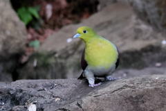 アオバトさん