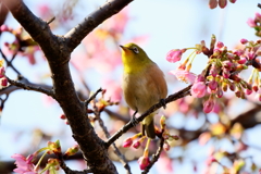 くちばしまっ黄っ黄