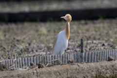 アマサギさん２