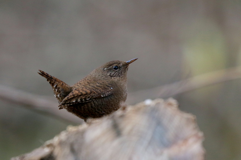 ミソサザイさん１