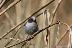 ごはんまだかな