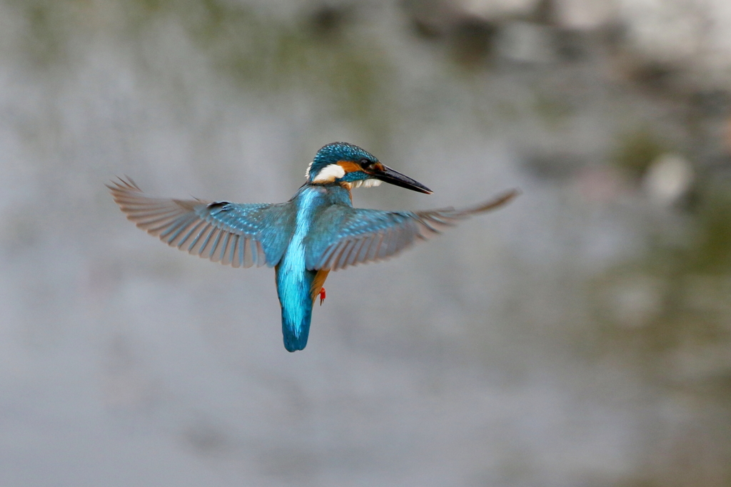 今日のパパカワホバ
