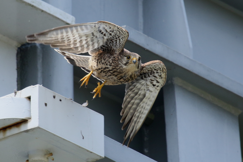 チョウゲンかあちゃん