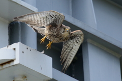 チョウゲンかあちゃん