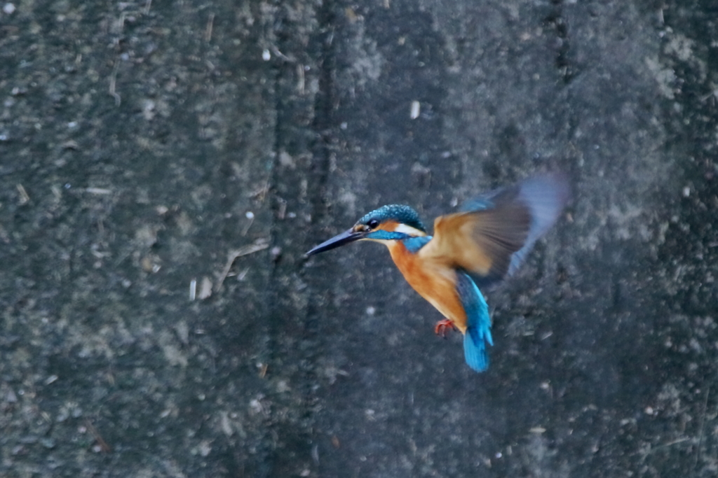 ひさびさのホバ