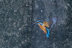 ひさびさのホバ