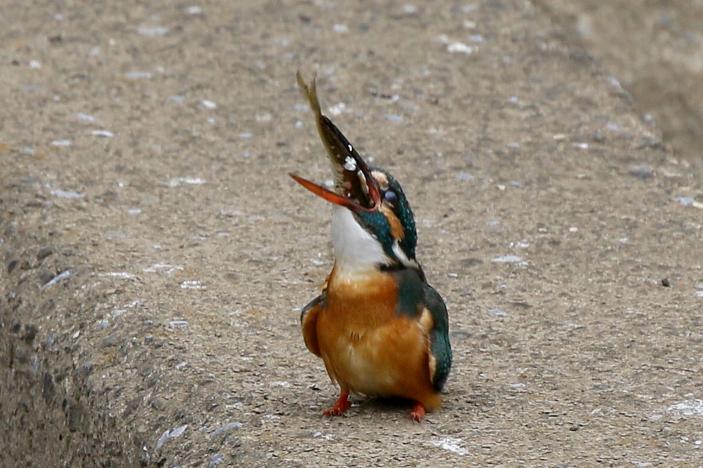 今日のカワちゃん大物２