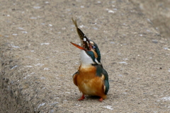 今日のカワちゃん大物２