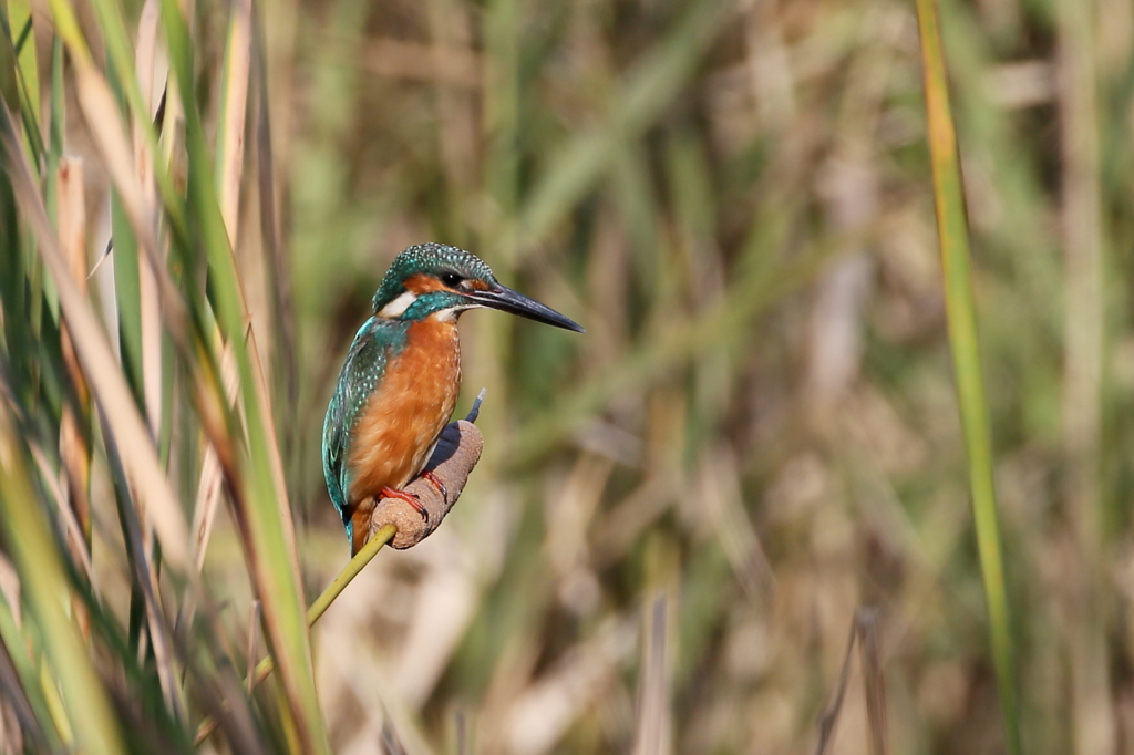 カワセミさん２
