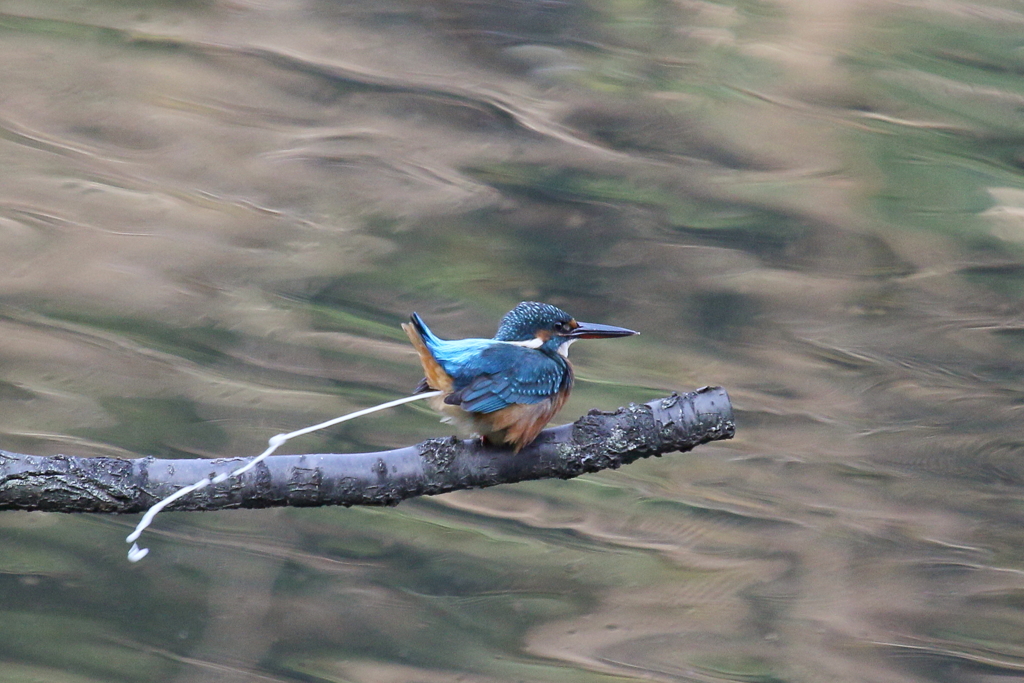 カワイイおしり
