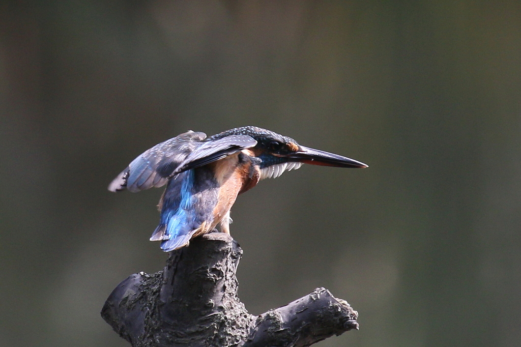 あ～なんかいる