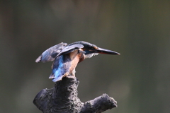 あ～なんかいる