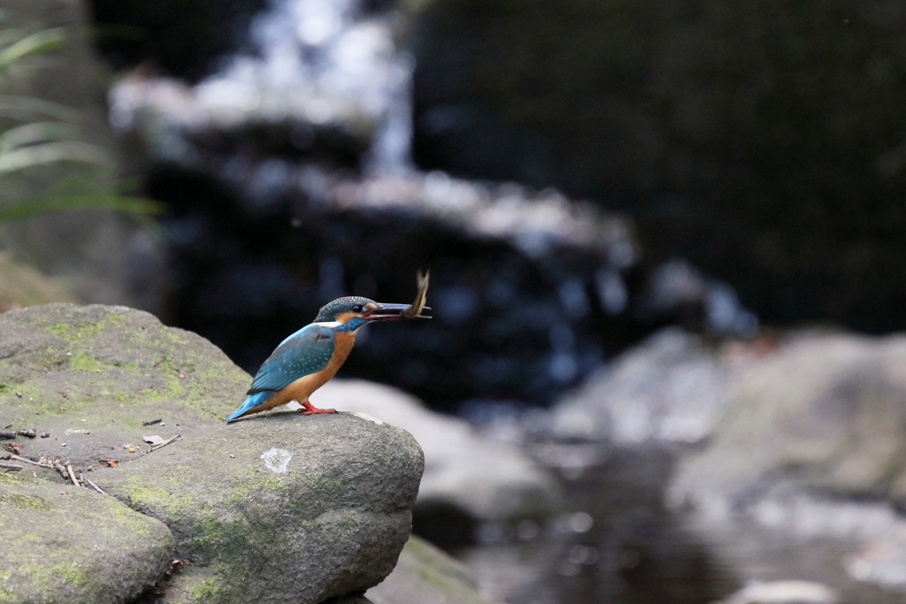 カワセミのいる風景