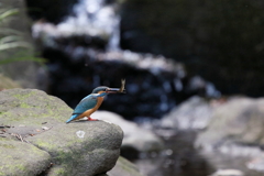 カワセミのいる風景
