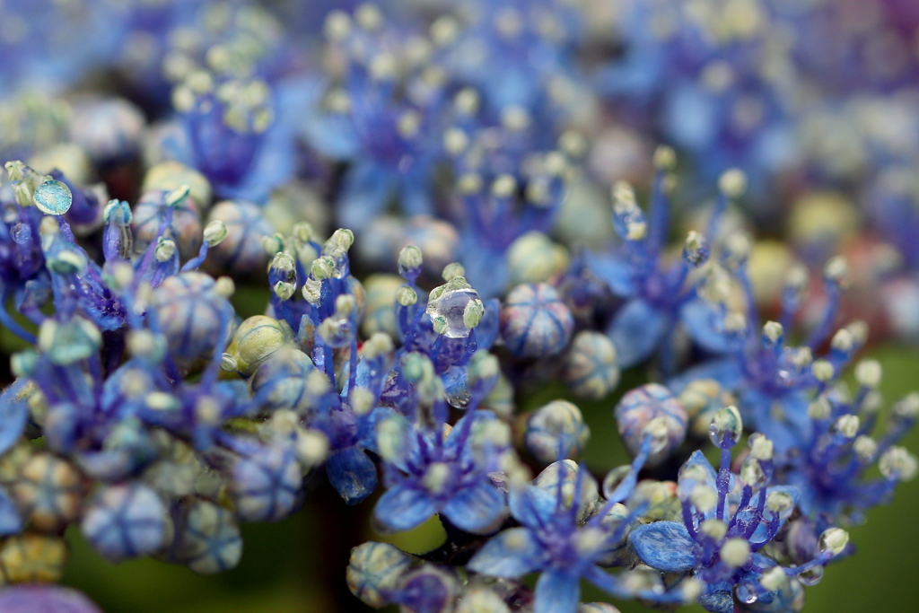 額紫陽花