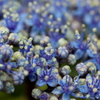 額紫陽花