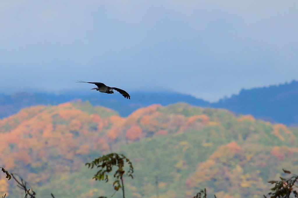 秋色ミサゴさん