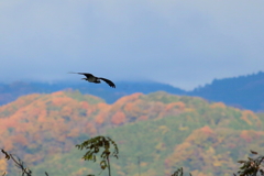 秋色ミサゴさん