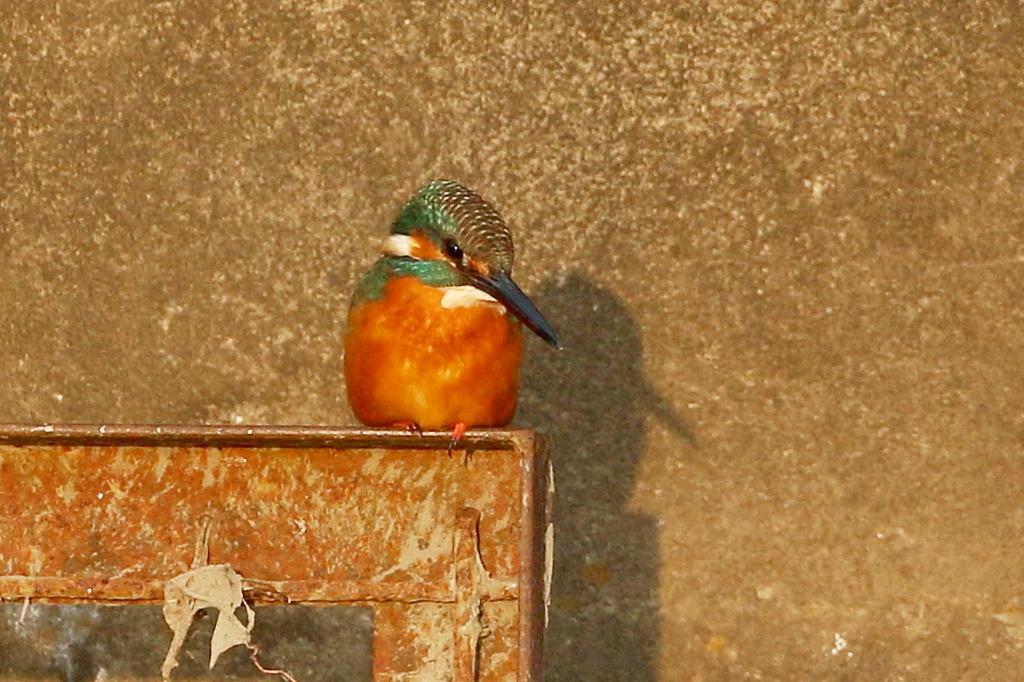 夕焼けカワセミ