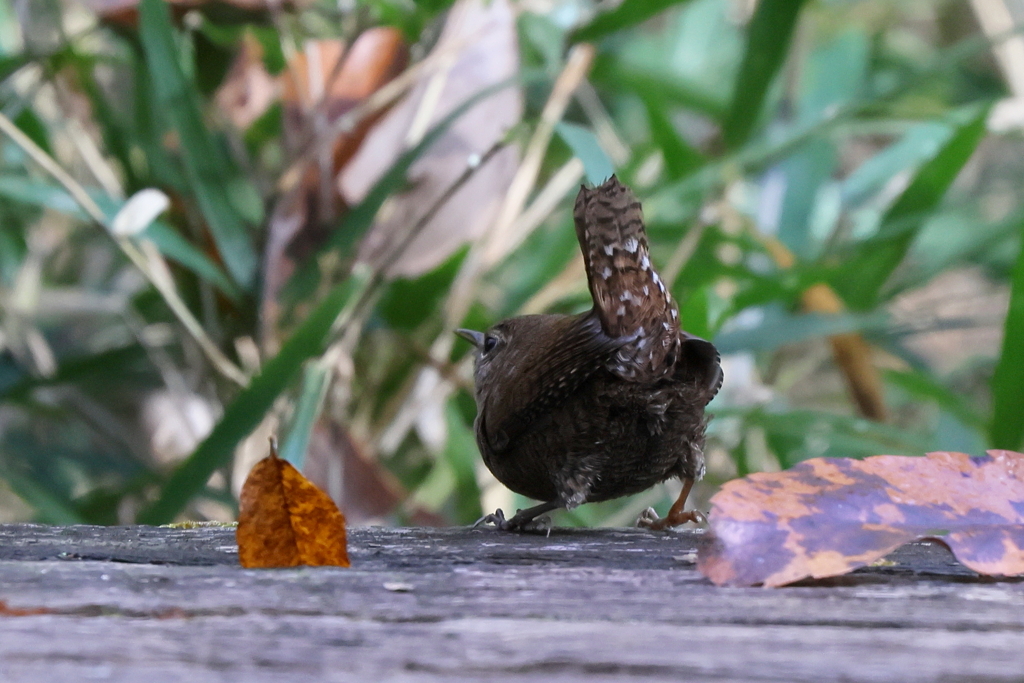 かわいいおしり