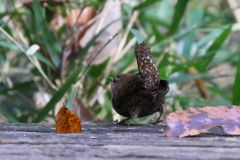 かわいいおしり