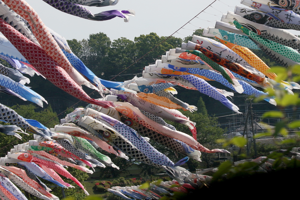 鯉のぼり