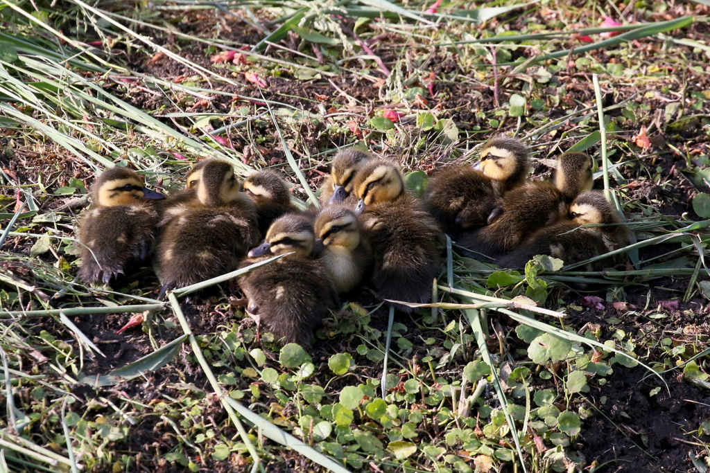 ちびカル１