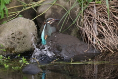クロチャン